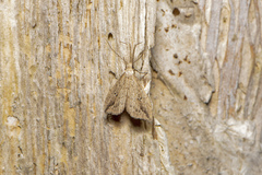 Trigonistis demonias