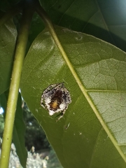 Araneidae