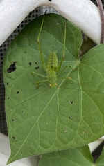 Phaneroptera nana