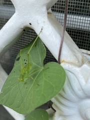 Phaneroptera nana