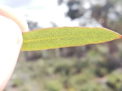 Eucalyptus latens
