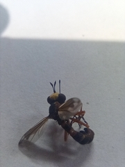 Physocephala vittata