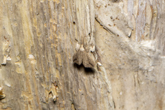 Trigonistis demonias