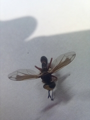 Physocephala vittata