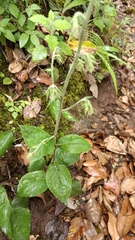 Campanula sibirica