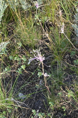 Allium praescissum