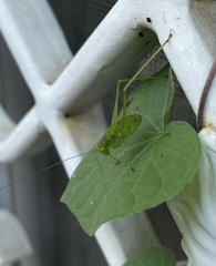 Phaneroptera nana