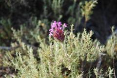 Thymus lotocephalus