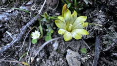 Gentiana scabrida
