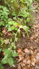 Campanula sibirica