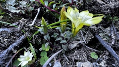 Gentiana scabrida