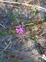 Silene scabriflora