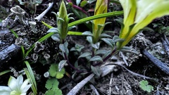 Gentiana scabrida