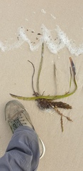 Posidonia australis
