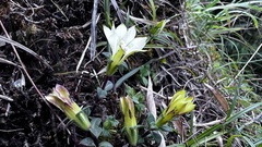 Gentiana scabrida
