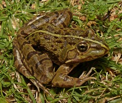 Amietia poyntoni