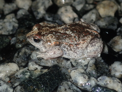 Pseudophryne guentheri