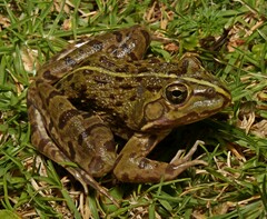 Amietia poyntoni