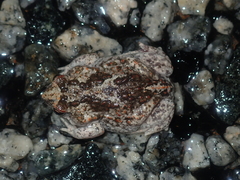 Pseudophryne guentheri
