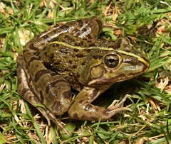 Amietia poyntoni