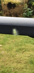 Acronicta leporina