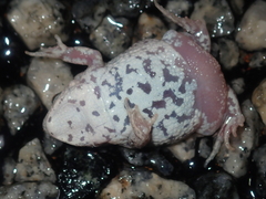 Pseudophryne guentheri