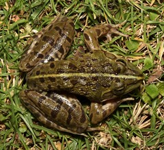 Amietia poyntoni