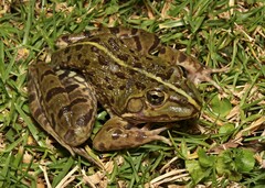 Amietia poyntoni