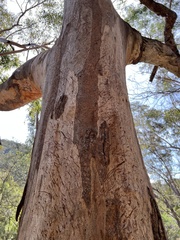 Phascolarctos cinereus