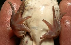 Amietia poyntoni