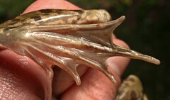 Amietia poyntoni