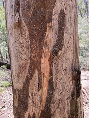 Phascolarctos cinereus