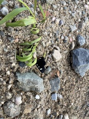 Alypiodes flavilinguis