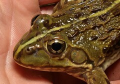Amietia poyntoni