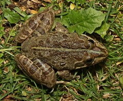 Amietia poyntoni