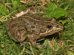 Amietia poyntoni