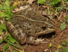 Amietia poyntoni