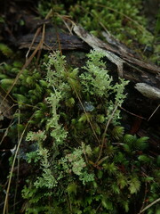 Cladonia corymbescens