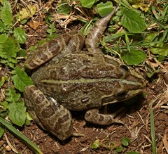 Amietia poyntoni