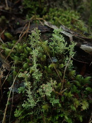 Cladonia corymbescens