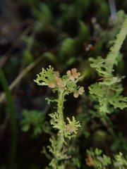 Cladonia corymbescens