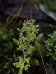 Cladonia corymbescens