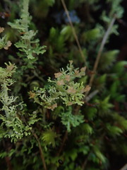 Cladonia corymbescens