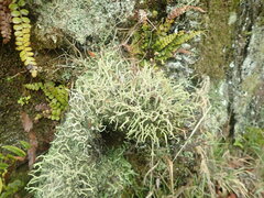 Cladonia corniculata