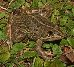 Amietia poyntoni