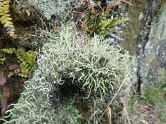 Cladonia corniculata