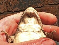 Amietia poyntoni
