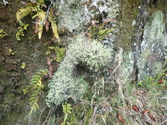 Cladonia corniculata
