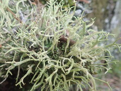Cladonia corniculata
