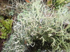 Cladonia corniculata